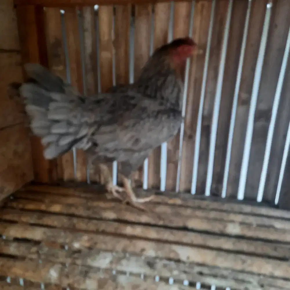 Biang Pakhoy 3 kali produksi body besar warna kelabu...