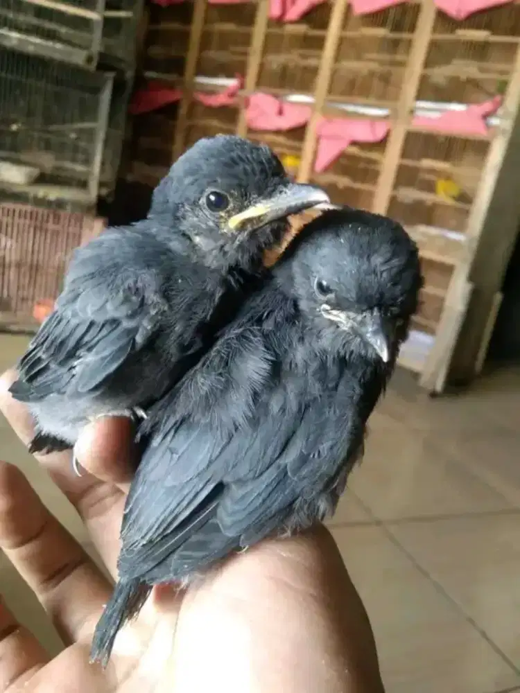 Anakan srigunting abu mata putih dan kepodang mas bali