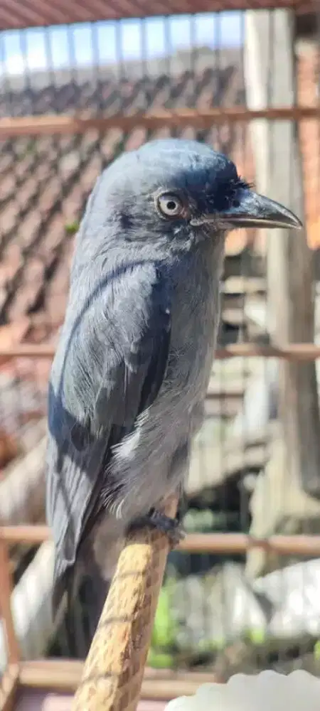 Srigunting abu mata putih gacoran