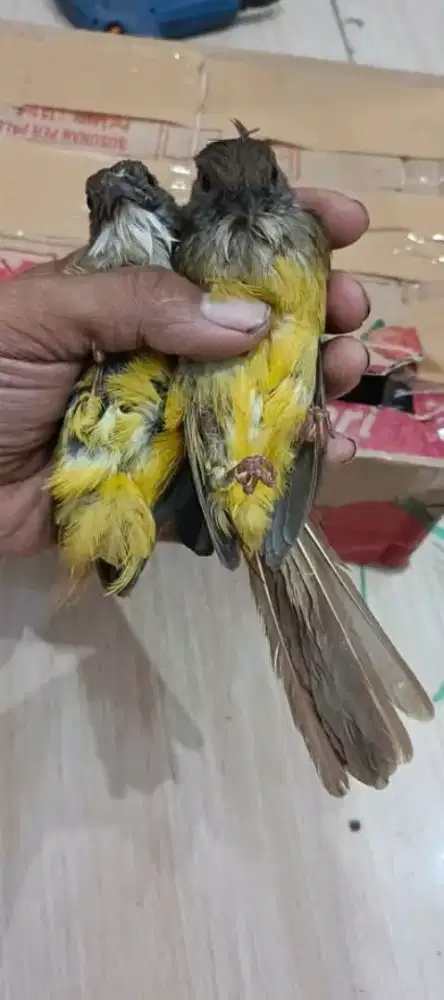 Cucak jenggot MH dan anakan