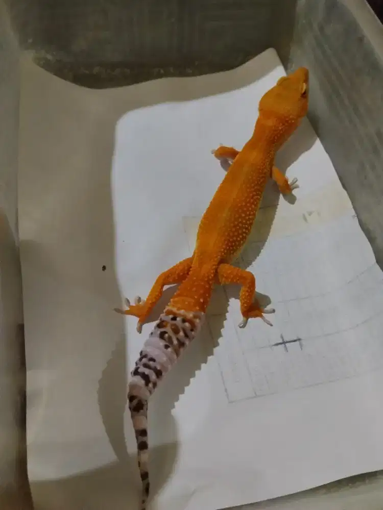 Borongan 6 ekor leopard gecko barter kitten ras