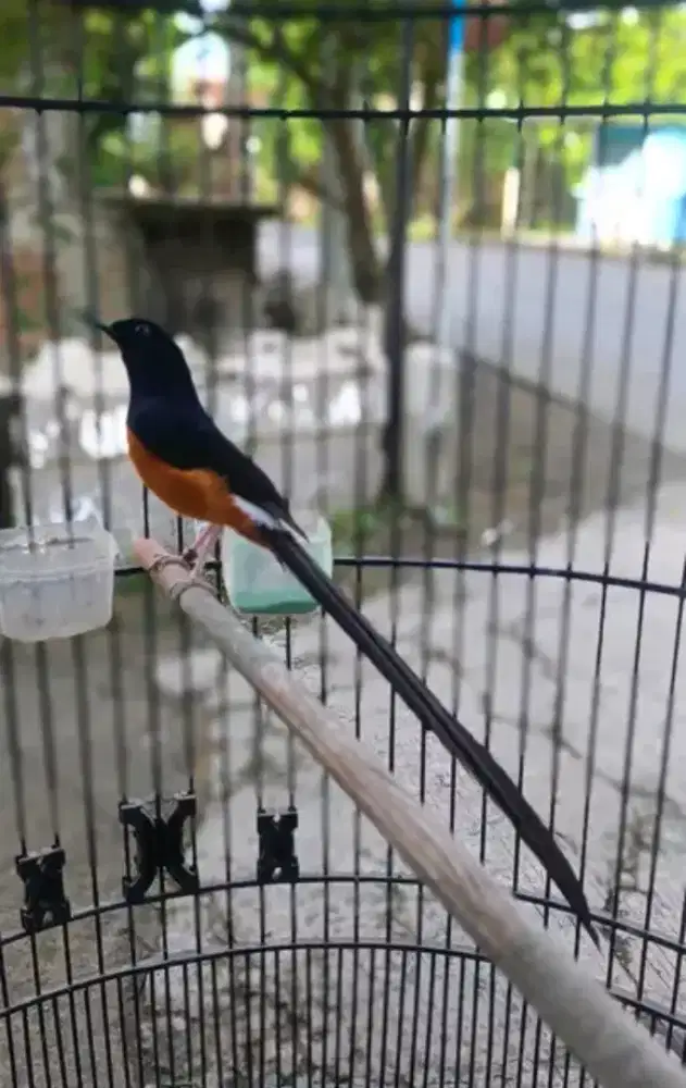 Murai batu ekor 30cm body big ekor lebar