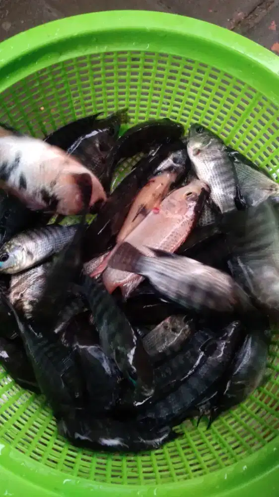 Bibit ikan mujair 5-9 Cm