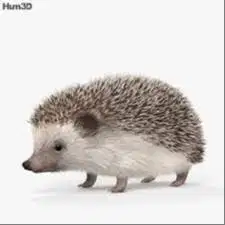 landak mini imui