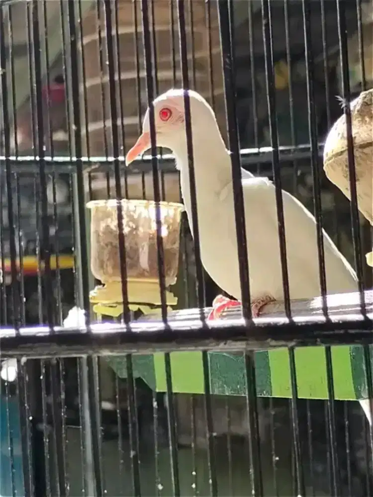 Perkutut kapas mata merah jantan bunyi
