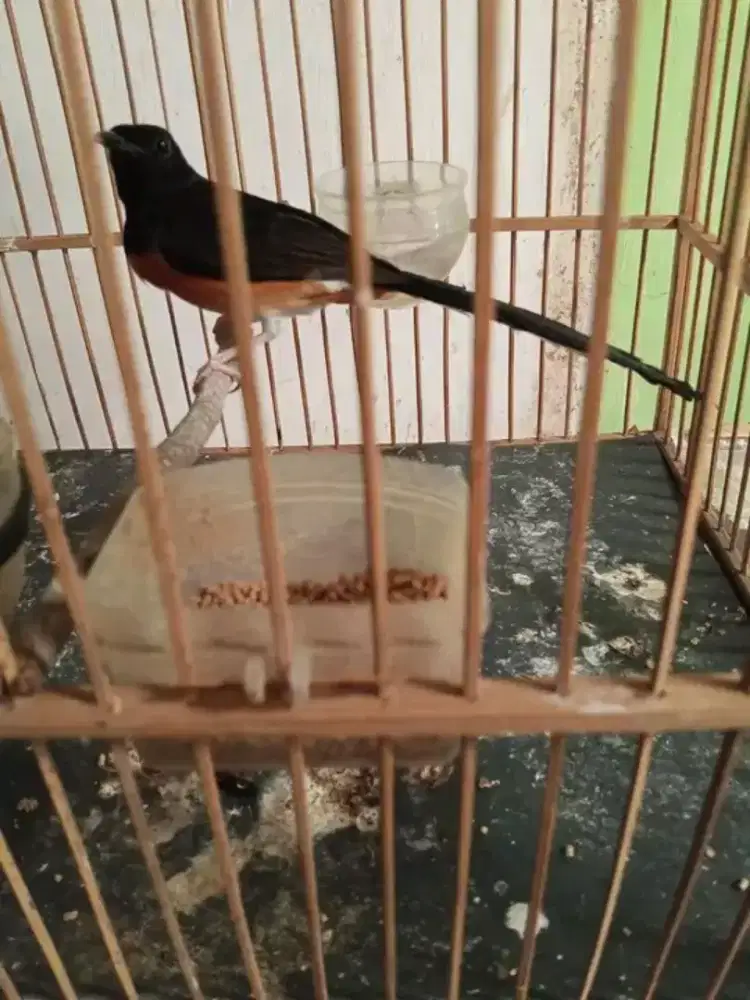 Murai betina ekor panjang 17cm