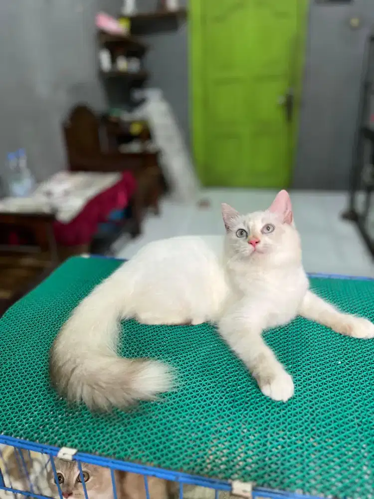 Ready Persia x Himalaya