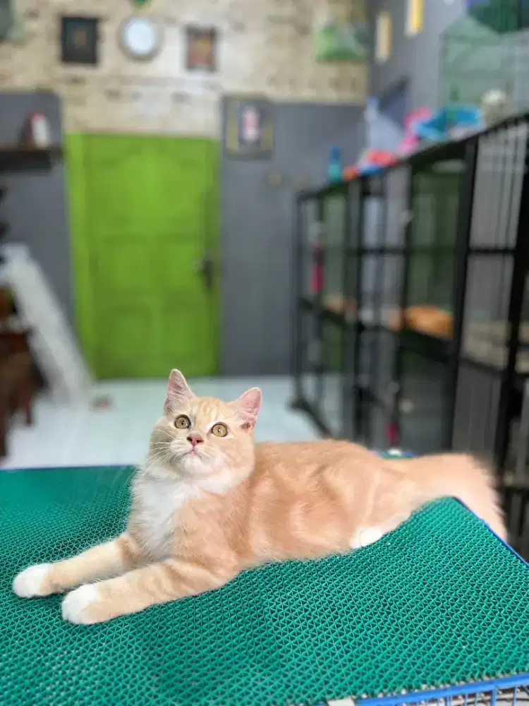 Ready kitten Persia