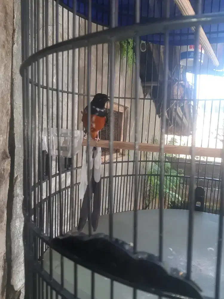 Murai batu blorok ekor panjang