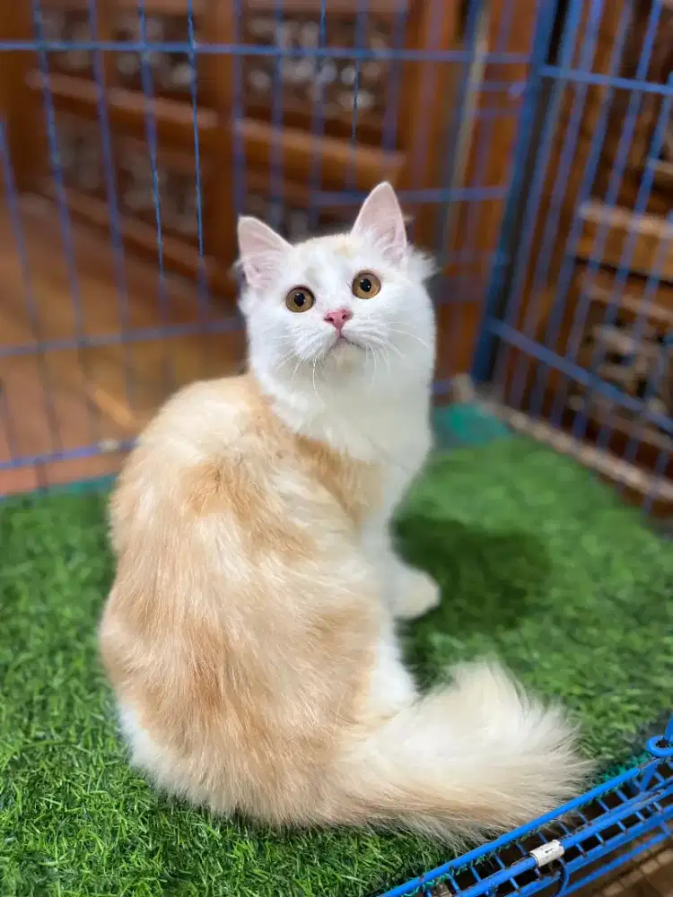 Ready kitten Persia