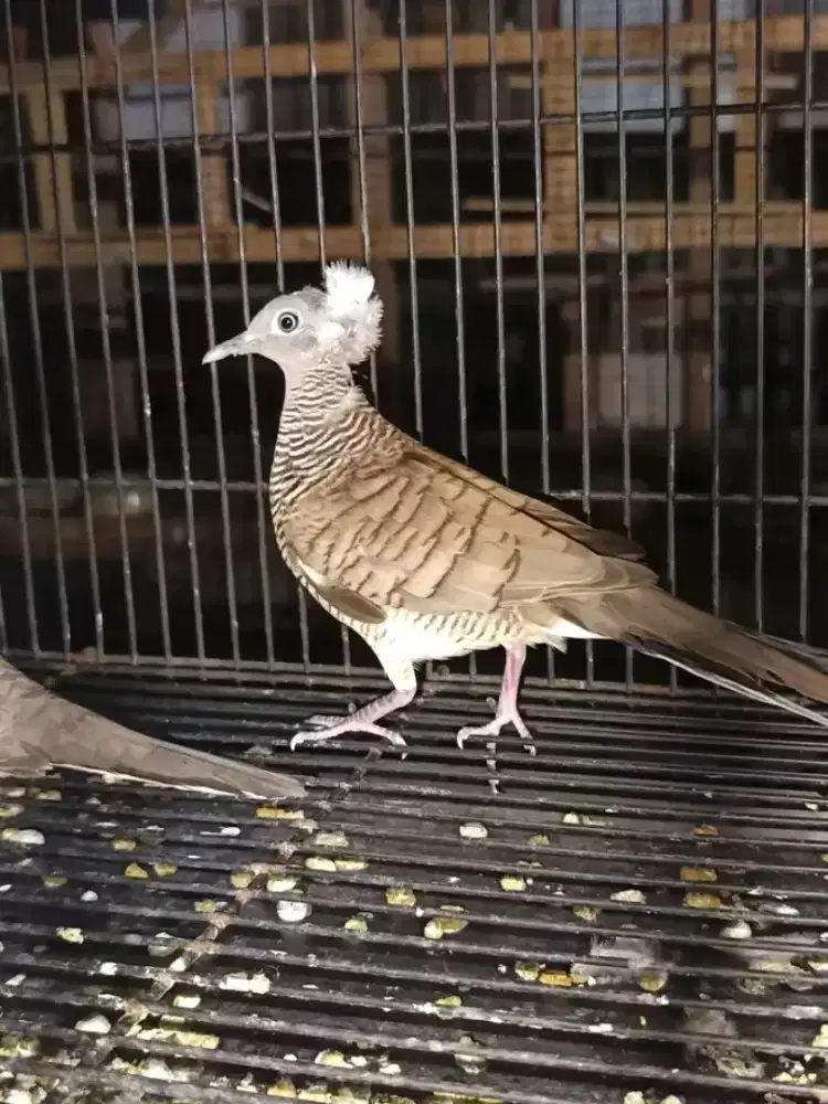 Perkutut jambul jantan bunyi