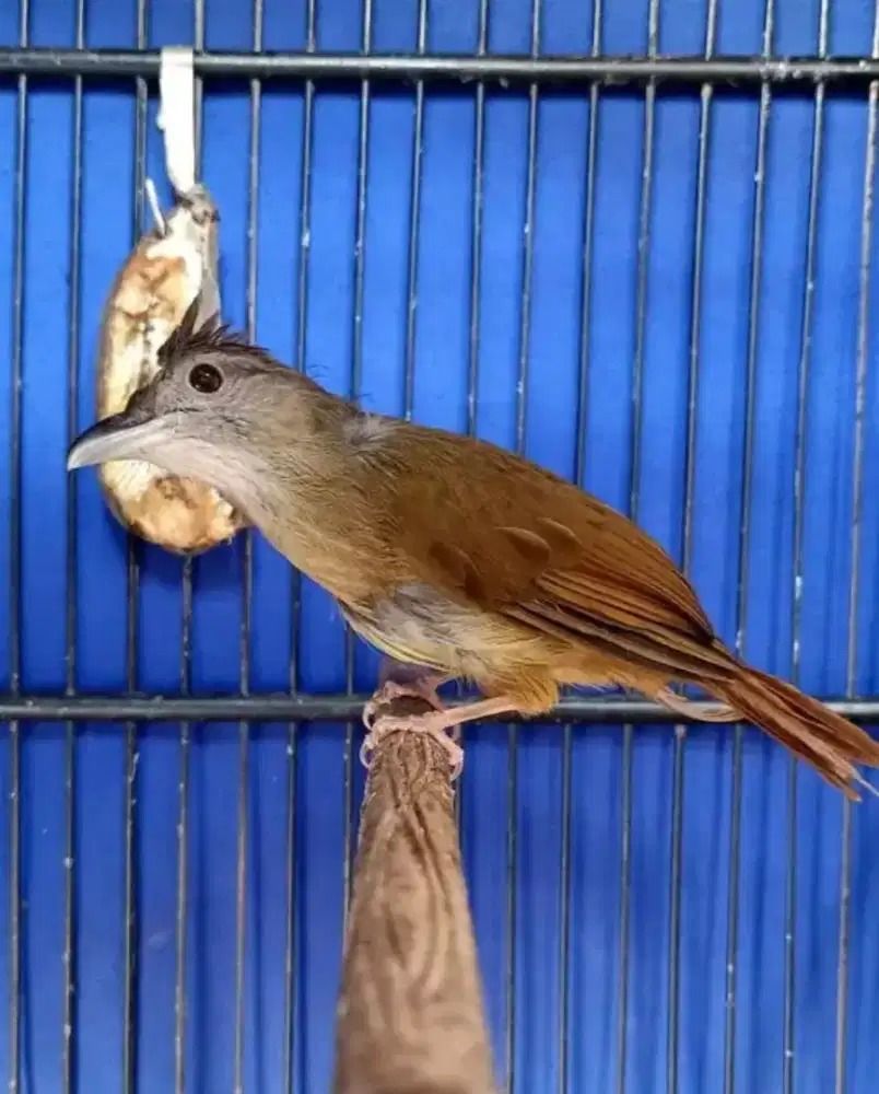 Kapas tembak MH mulus rawatan bunyi