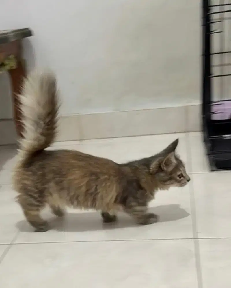 Kucing Munchkin betina (kaki pendek)