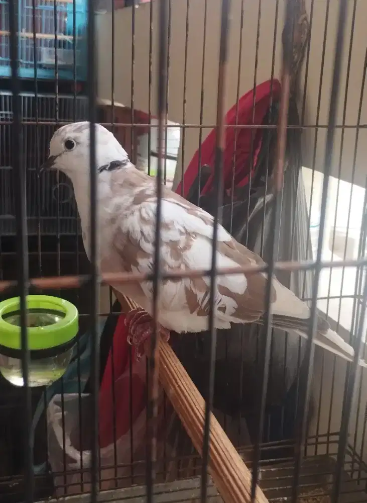 Burung puter warna