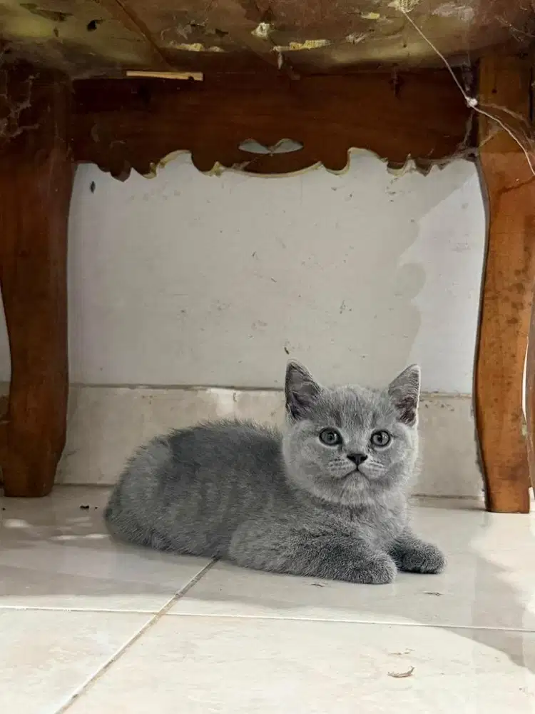 Kucing BSH pure (betina)