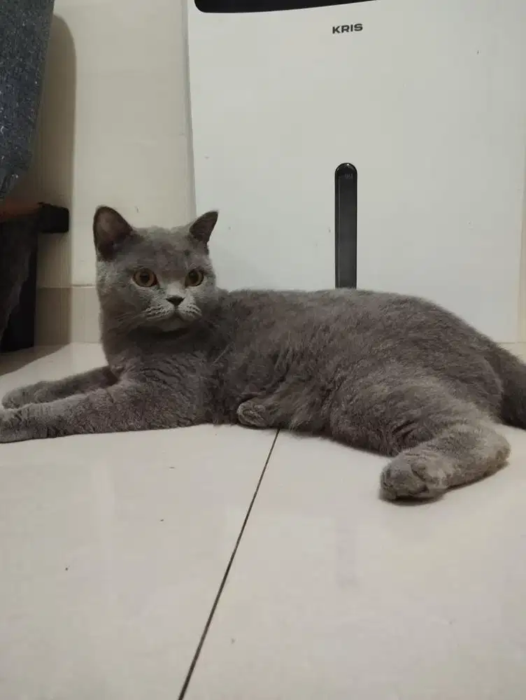 Kucing british shorthair bsh betina murah