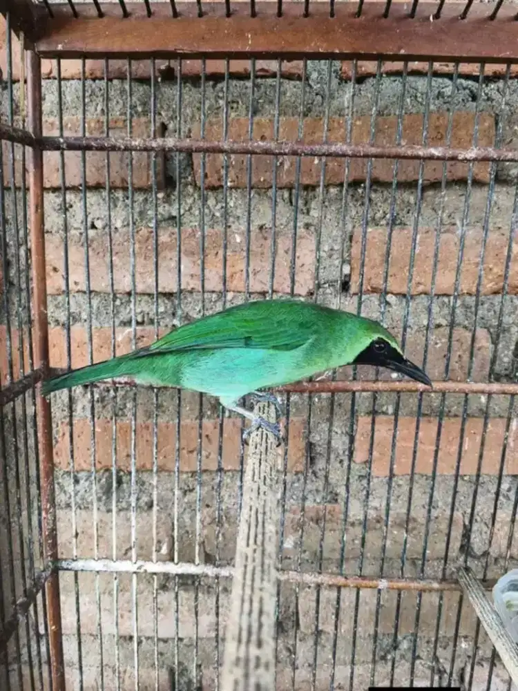 Cckjo super big MH