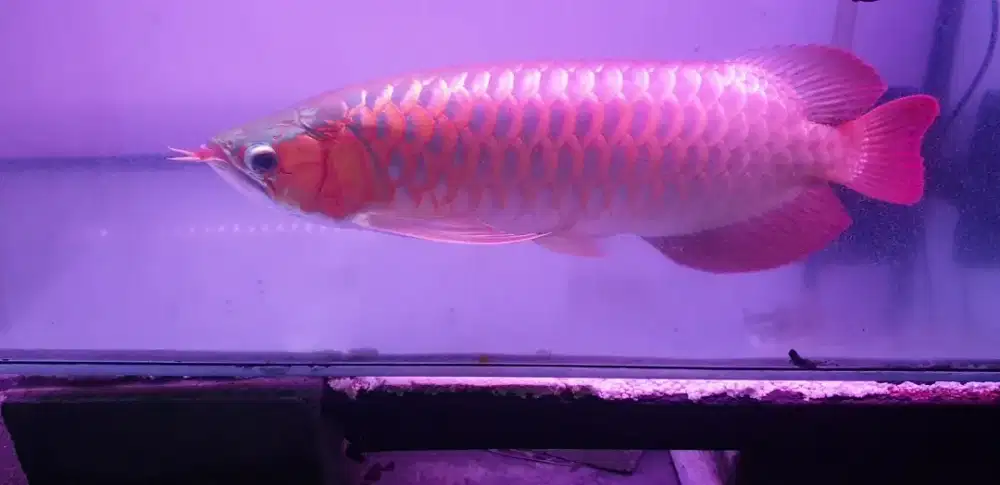 Arwana sr uk 50 cm