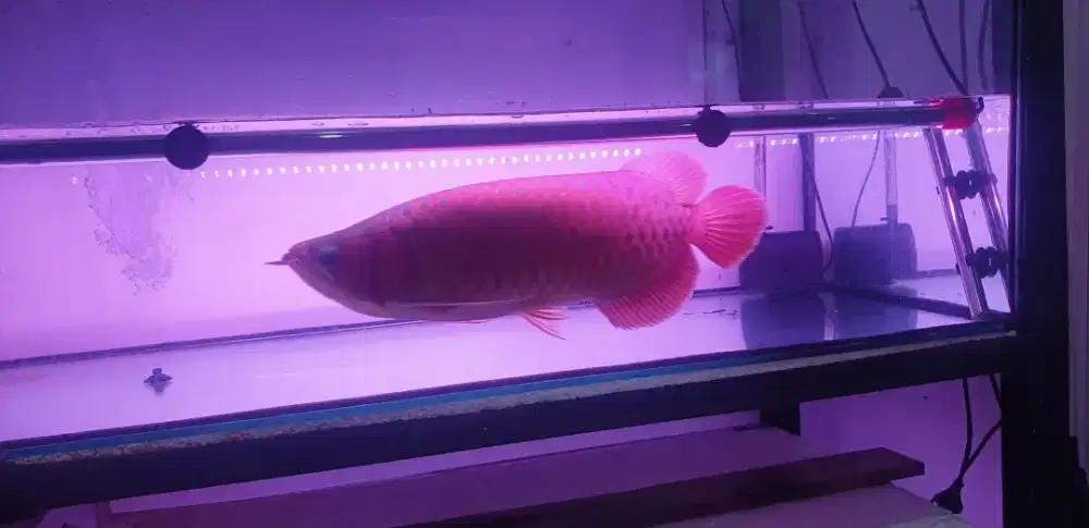 Arwana sr uk 56 cm . SUMO