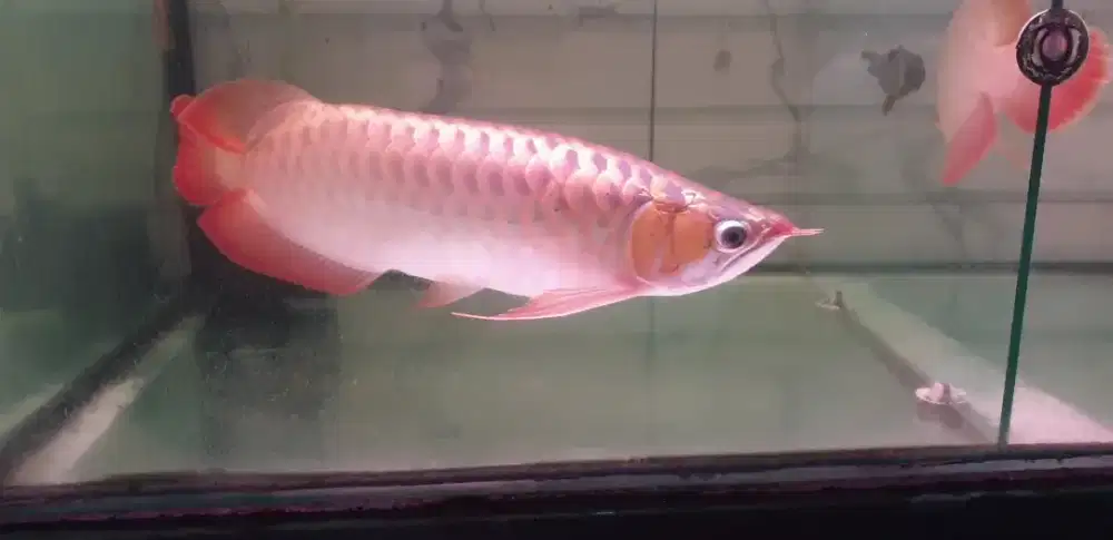 Arwana sr uk 40 cm
