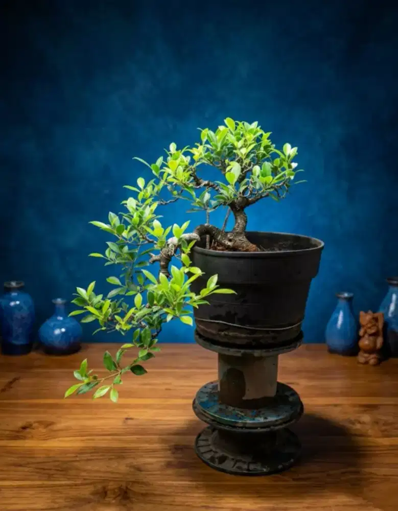 Bonsai ficus kimeng cascade style