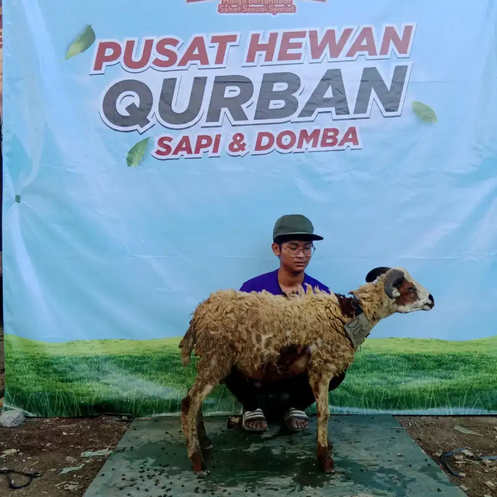 PROMO HEWAN QURBAN DOMBA DAN SAPI