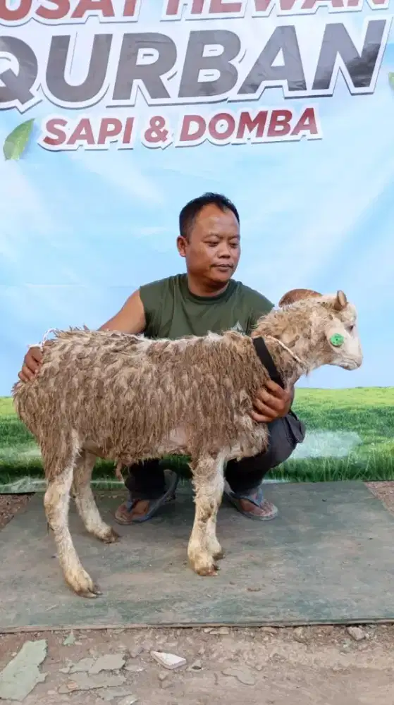 DOMBA DAN SAPI PROMO BESAR-BESARAN