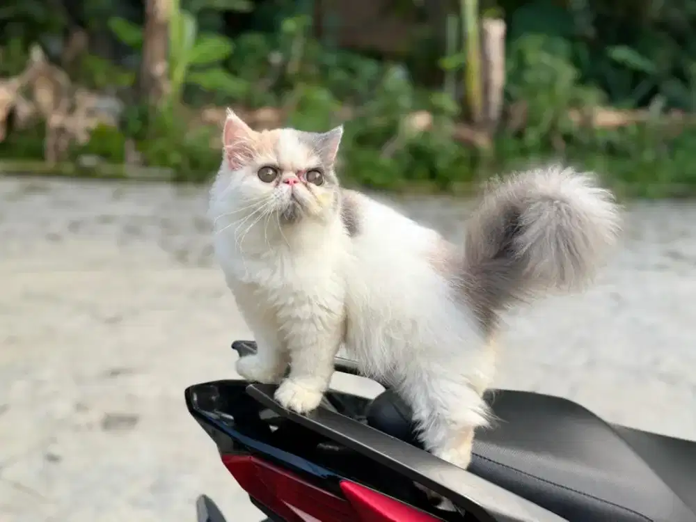 Persia peaknose betina 3 bulan an