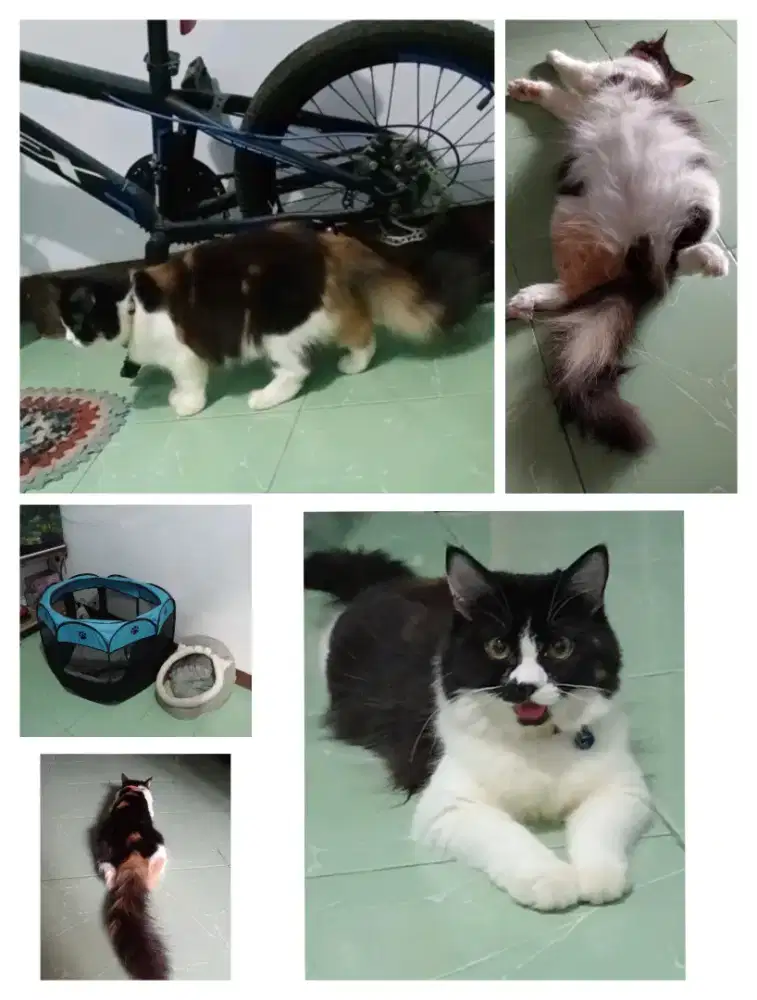 Persia Calico usia 8bln