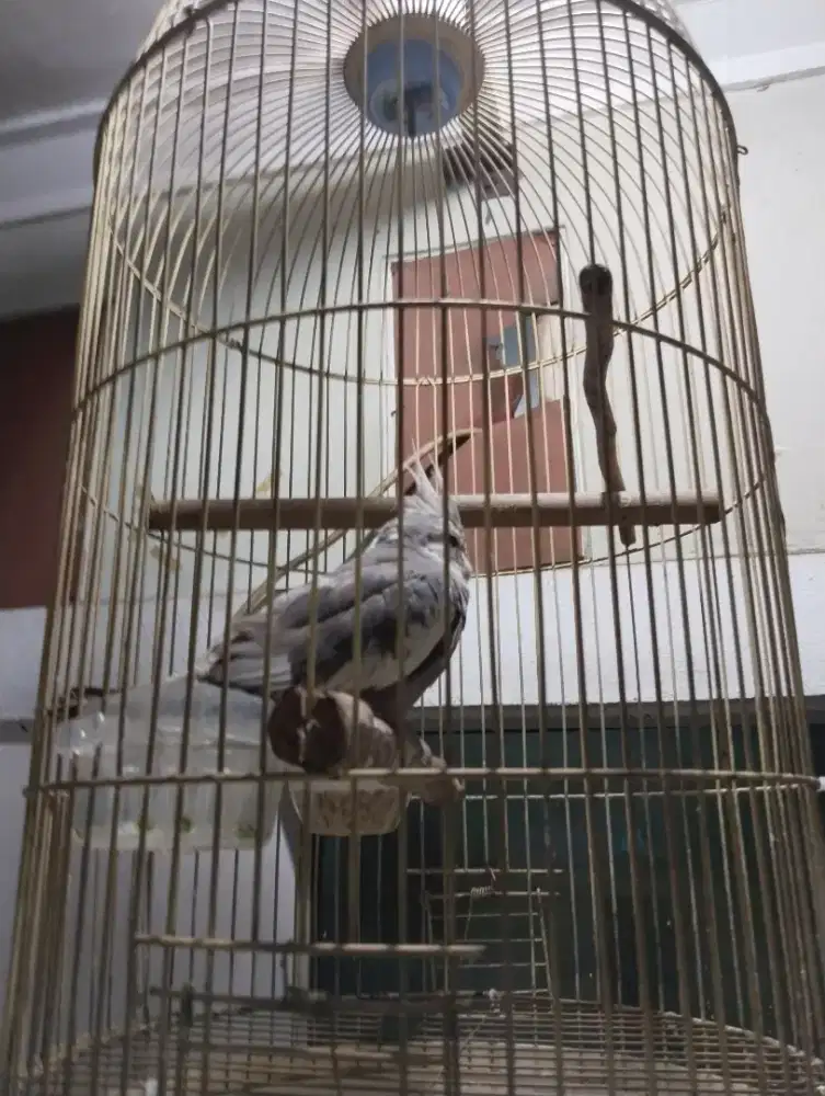 Dijual burung parkit Australia