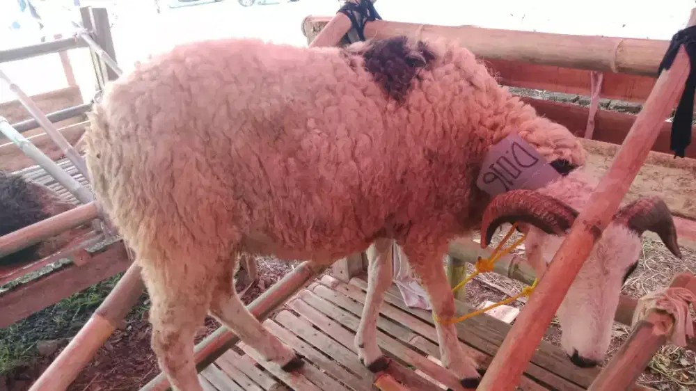 Sapi dan domba kurban sehat