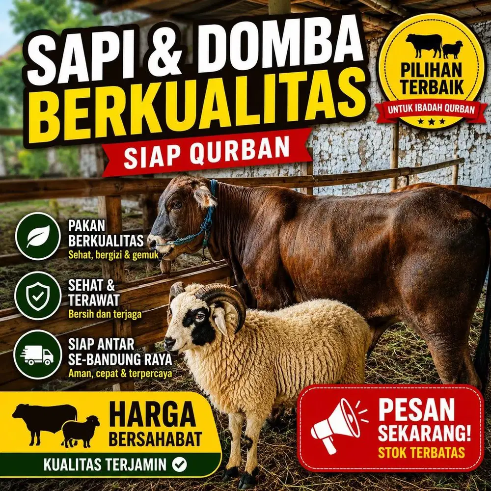 Sapi Domba Sehat Berkualitas