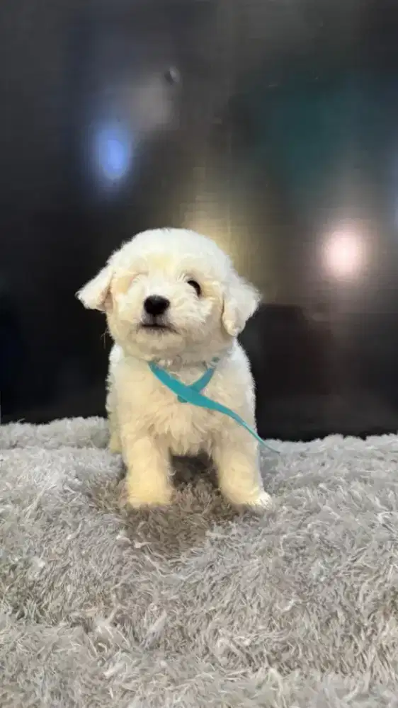 puppies bichon asli