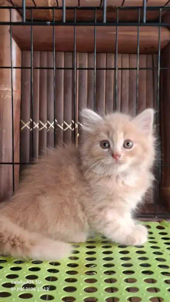 Anak kucing persia /kitten persia flatnose /kucing persia  jantan