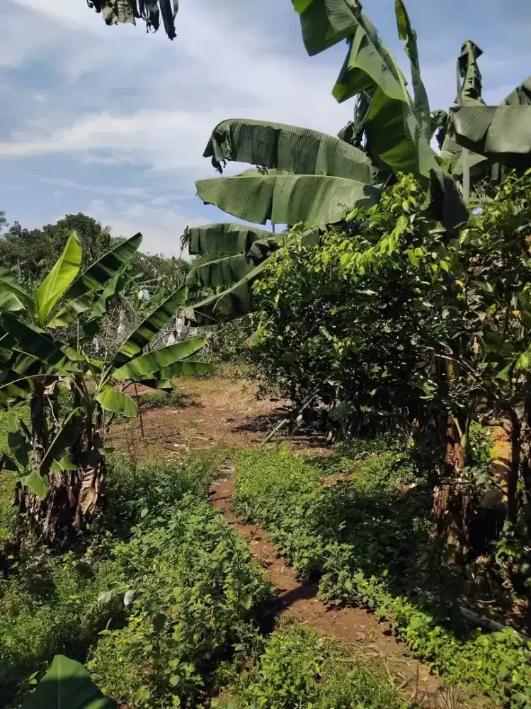 Kebun Jambu Kristal Sewa
