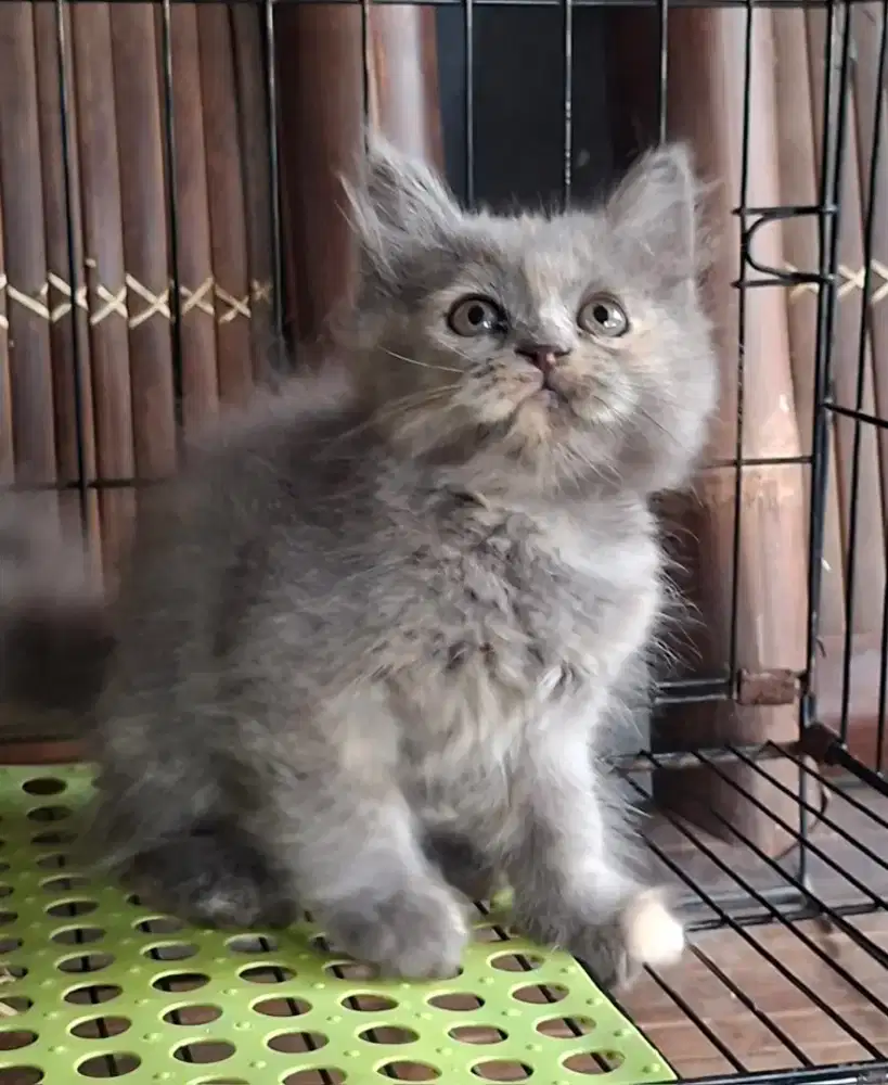 kucing anggora/ kitten persia jantan/kucing persia betina