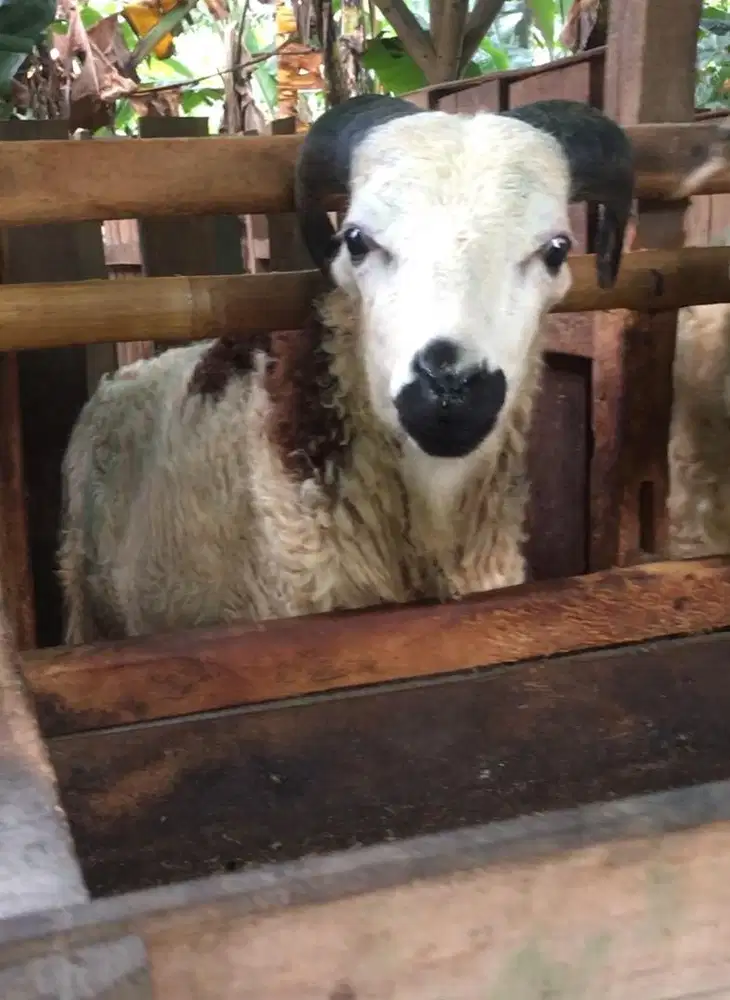 Domba Qurban Tangerang