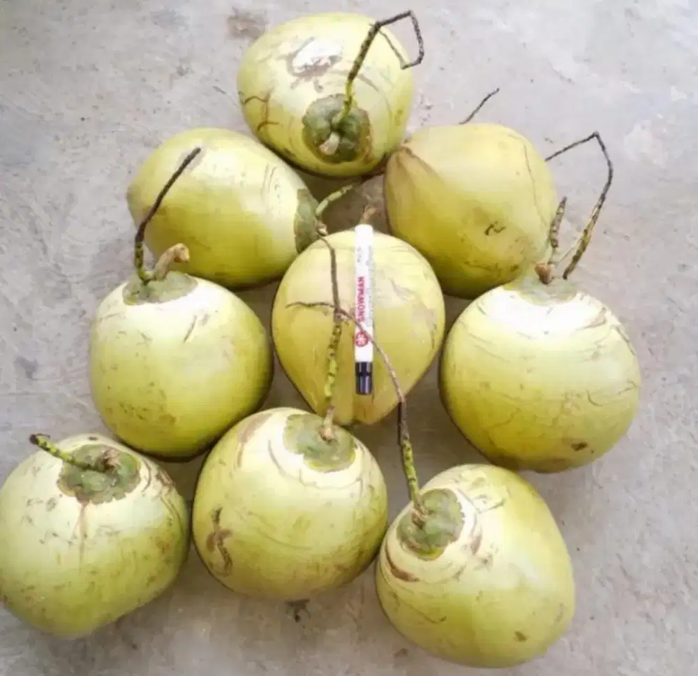bibit buah Kelapa Tengah Entog cepat berbuah