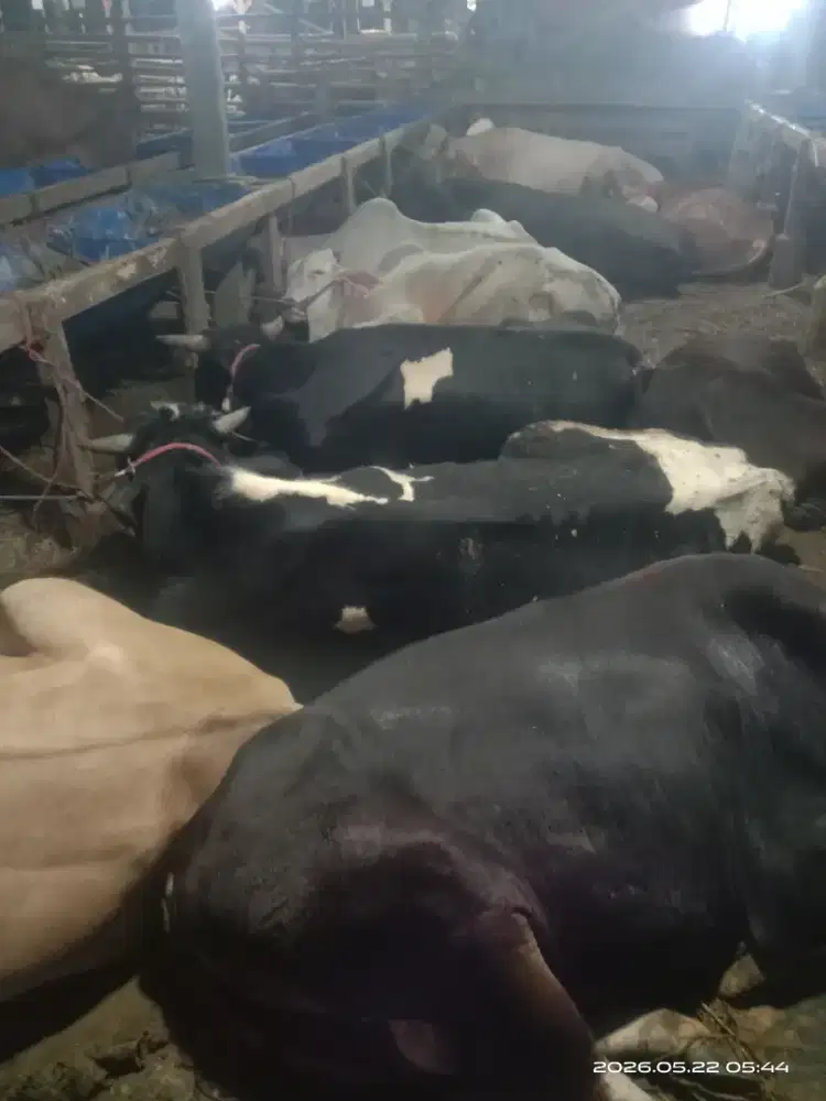 Sapi qurban Redy stok