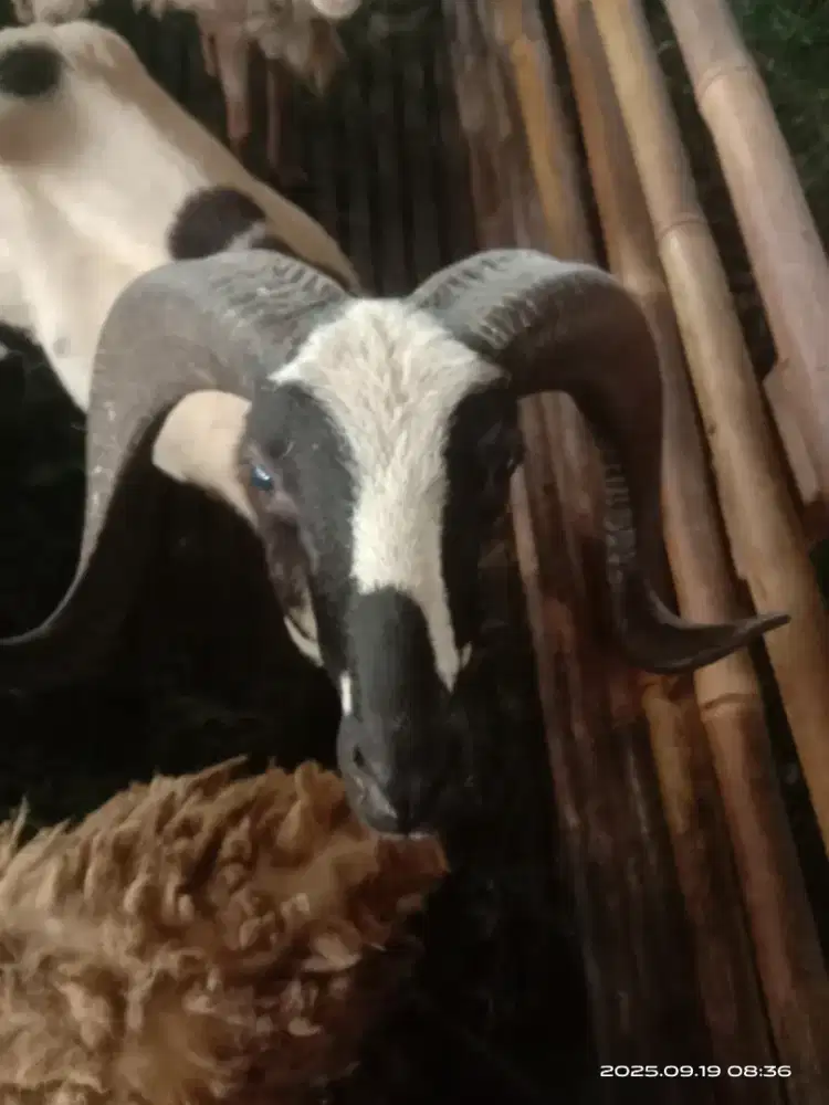 Domba dan kambing