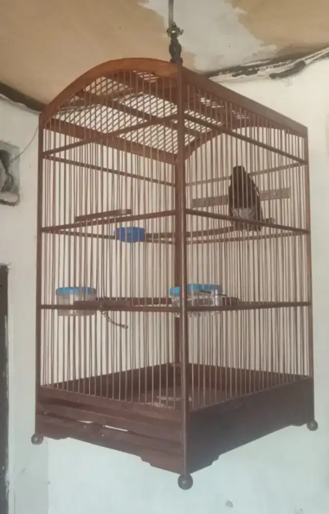 Burung Kacer Jabar gacor dorr