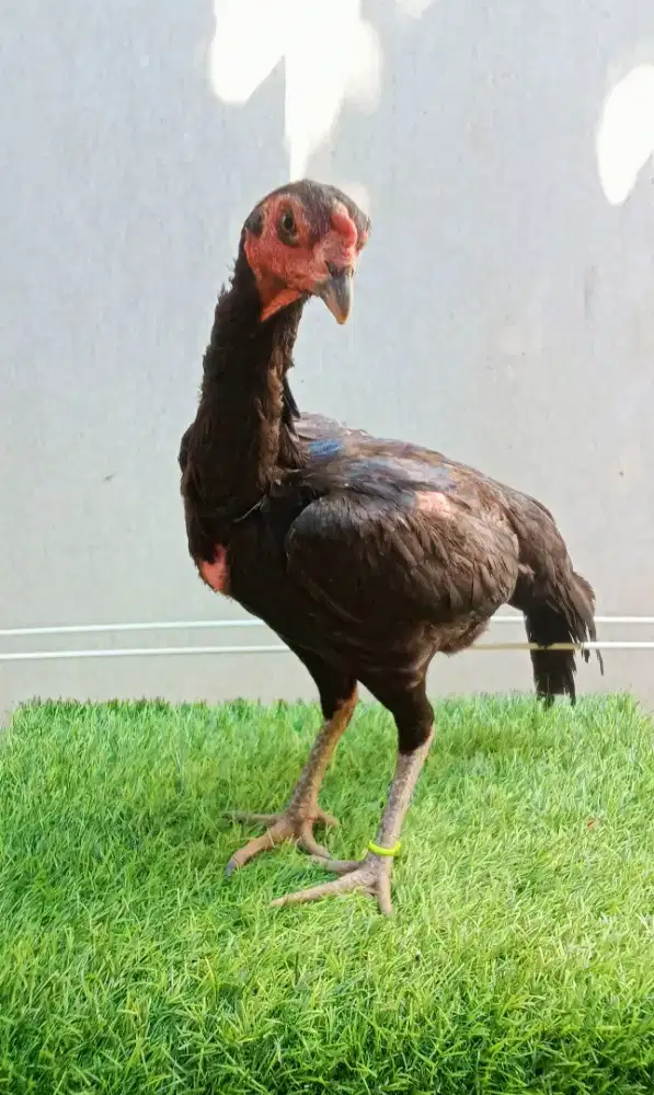 Ayam Pakhoy Betina anak import