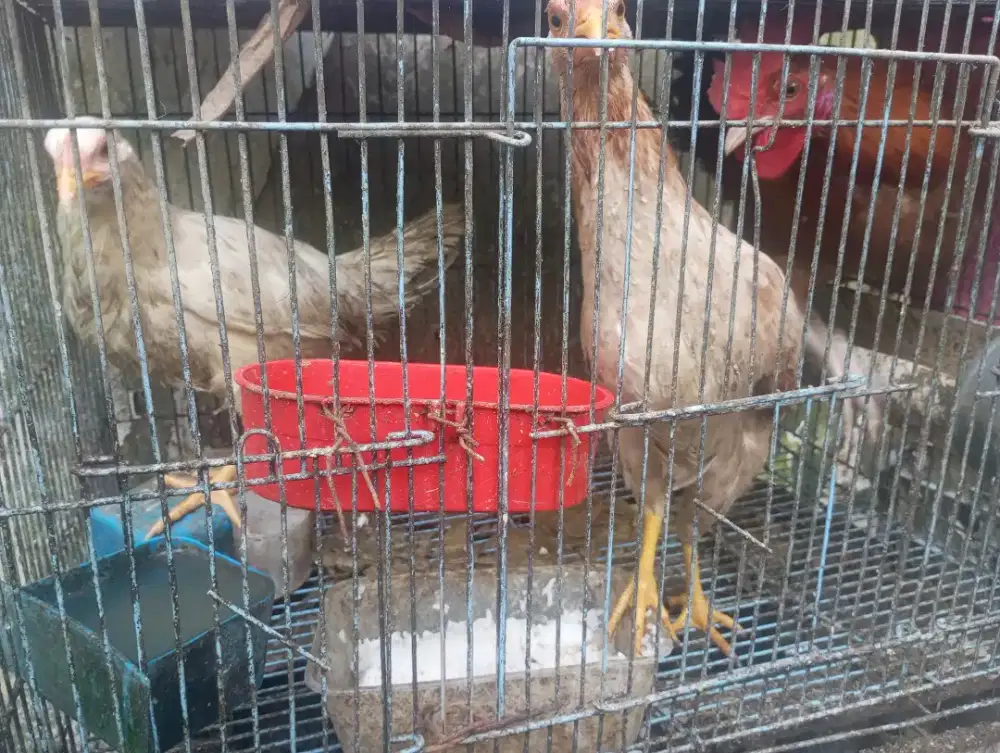Ayam Elba petelur