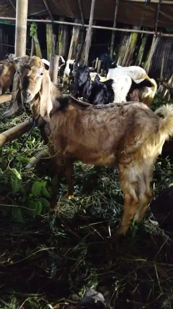 kambing qurban kambing kurban 2026