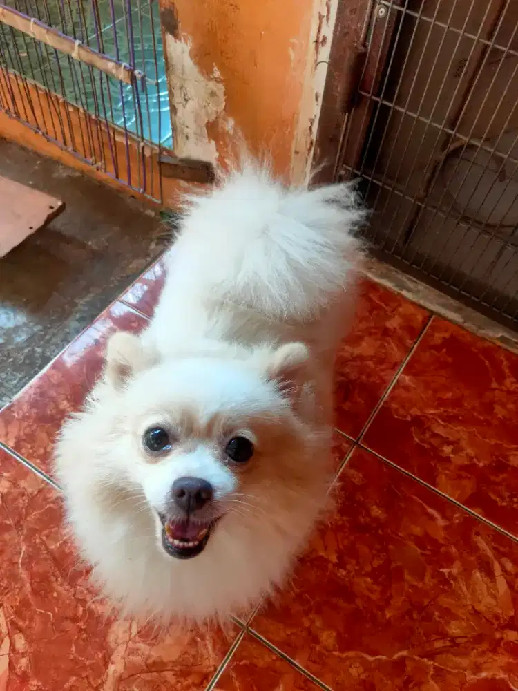 Dogy pomerian 3thn