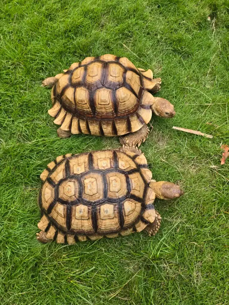 Sulcata 2 ekor uk 44cm & 42cm
