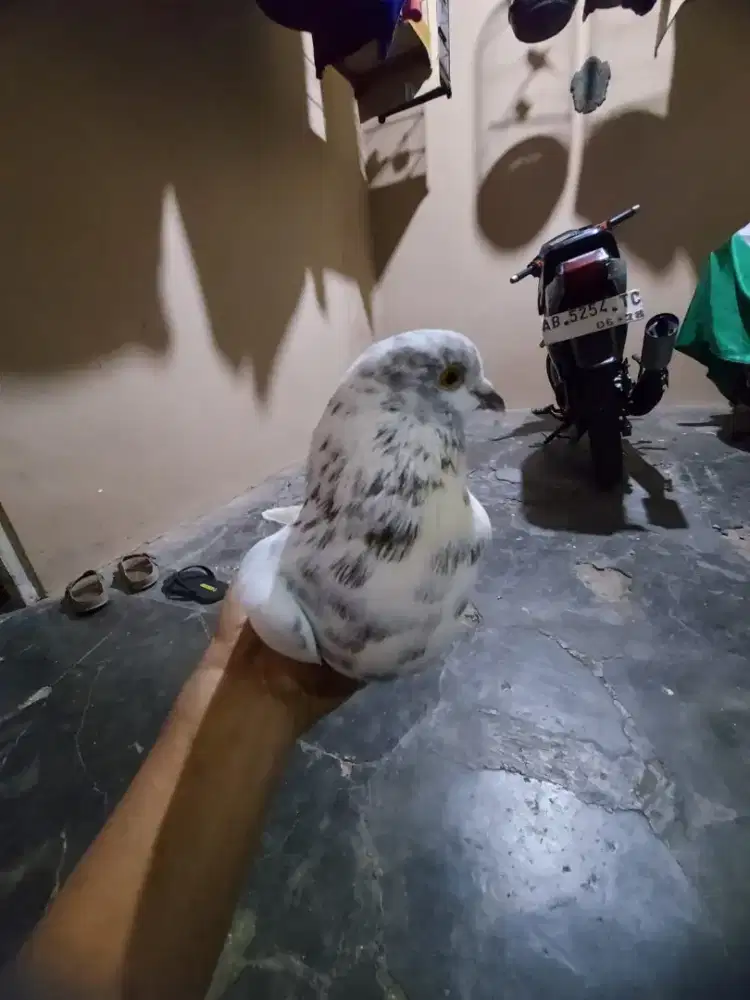 Sepasang merpati tinggian indukan trah