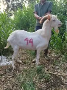 kambing jantan ganteng 60kiloan timbang hidup putih bersih ras saanen