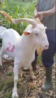 kambing qurban ganteng 60kiloan timbang hidup putih bersih ras saanen