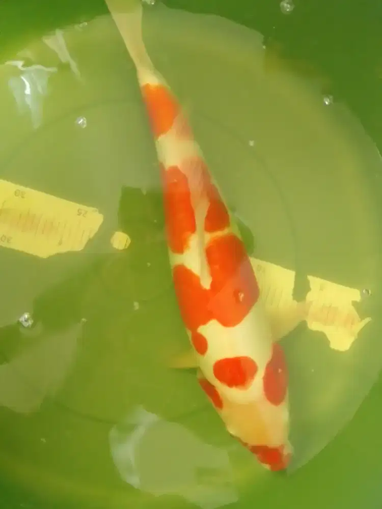 Ikan koi jenis Kohaku Doitsu 40cm pola original lucu